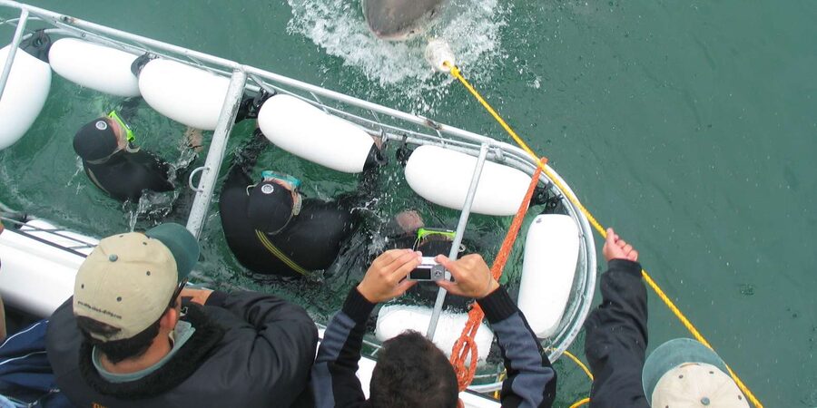 From Hermanus: Cruise with Shark Cage Dive and Lunch - The guides and the safety briefing
