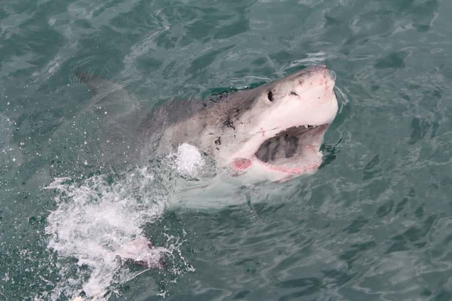 From Hermanus: Cruise with Shark Cage Dive and Lunch - Food, warm clothing, and the post-trip recovery