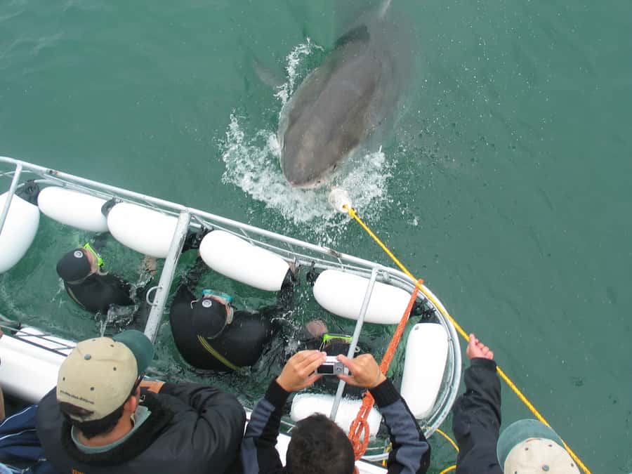From Hermanus: Cruise with Shark Cage Dive and Lunch - The camera footage and what it costs