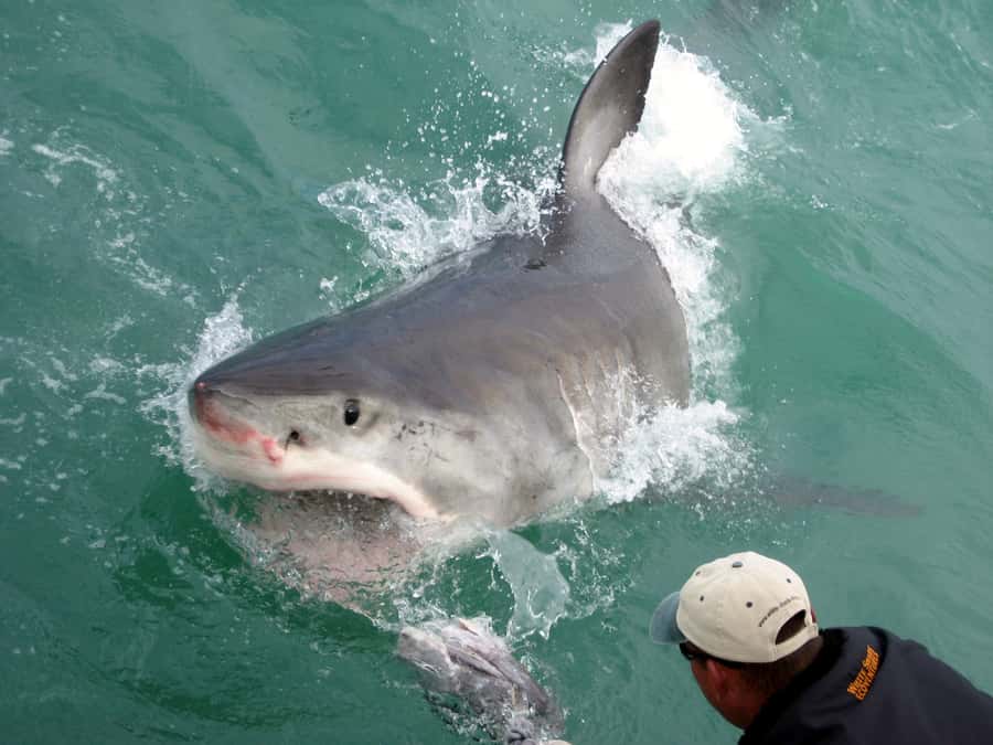 From Hermanus: Cruise with Shark Cage Dive and Lunch - The long road to Kleinbaai Harbour