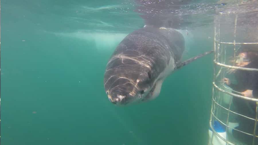 From Hermanus: Cruise with Shark Cage Dive and Lunch - Sea conditions, group size, and access
