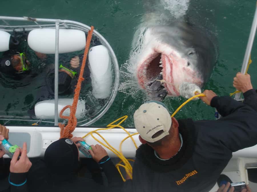 From Hermanus: Cruise with Shark Cage Dive and Lunch - The cage encounter at Shark Alley