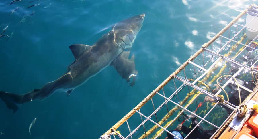 From Hermanus or Cape Town: Shark Cage Diving Experience - Key points to know before booking