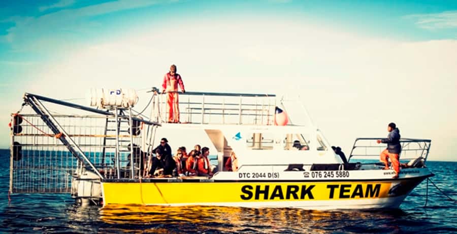 From Hermanus or Cape Town: Shark Cage Diving Experience - The real shark encounter off Gansbaai