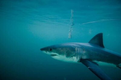 Shark Cage Diving Experience