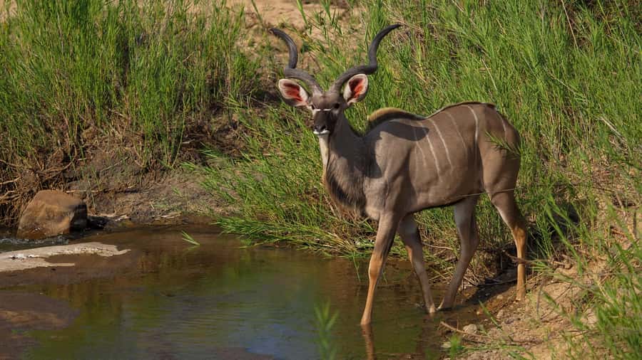 From Johannesburg: 2-Day Safari into Kruger National Park - The five-hour road to Kruger