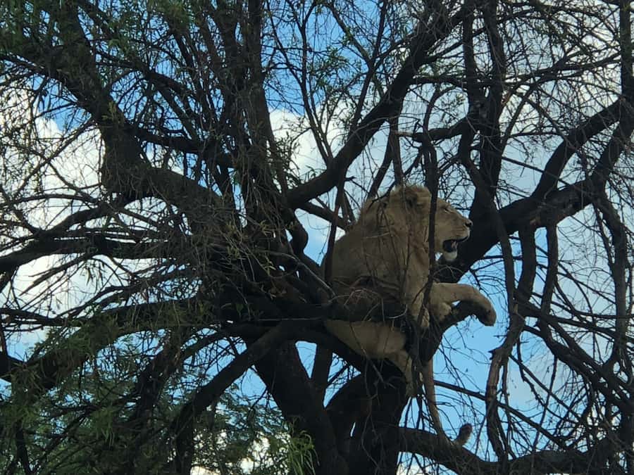 From Johannesburg: Cradle of Humankind and Lion Safari - Should you book it?