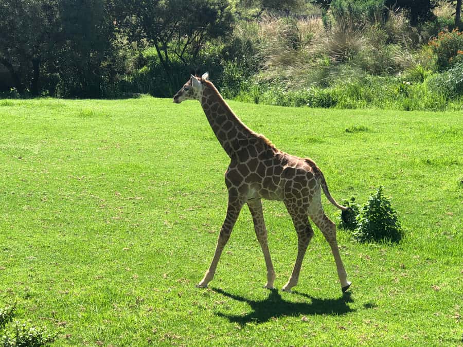 From Johannesburg: Cradle of Humankind and Lion Safari - Sterkfontein Caves and the fossil story