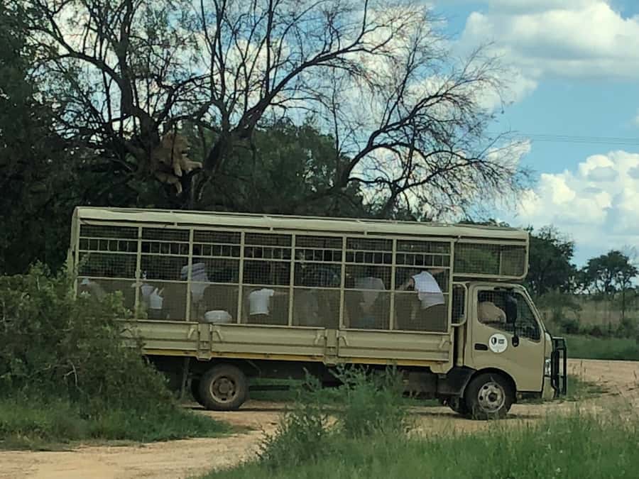 From Johannesburg: Cradle of Humankind and Lion Safari - Who should book this experience