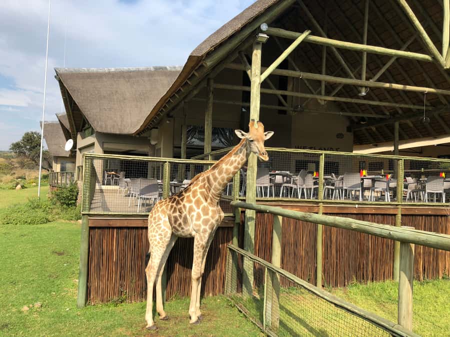 From Johannesburg: Cradle of Humankind and Lion Safari - Practical advice for getting the best day
