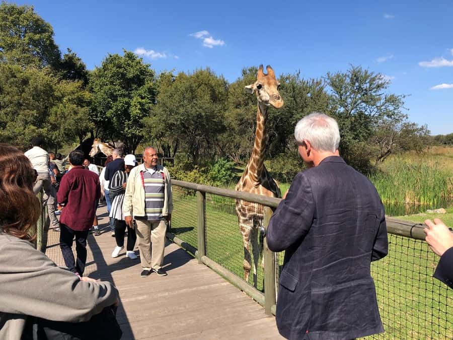 From Johannesburg: Cradle of Humankind and Lion Safari - The morning drive and small-group setup
