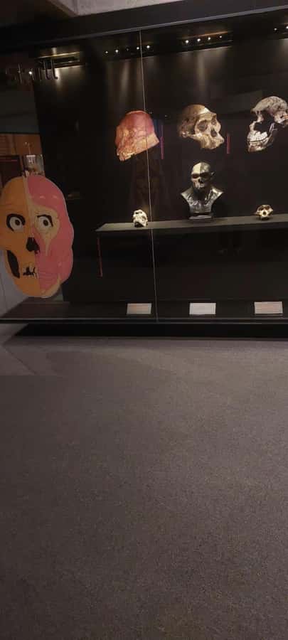 From Johannesburg: Cradle of Humankind Private Half-Day Tour - A Short Stop at the Cradle of Humankind Origin Farm