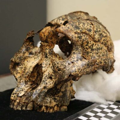 Cradle of Humankind Tour