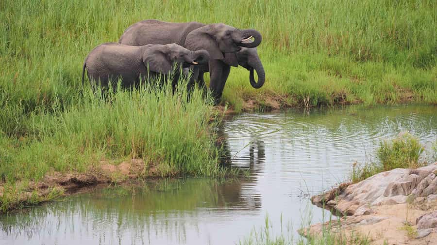 From Johannesburg: Full-Day Kruger National Park Safari - What the game drive can offer