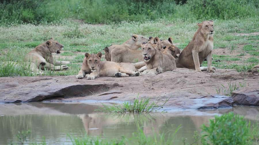 From Johannesburg: Full-Day Kruger National Park Safari - Booking details worth checking