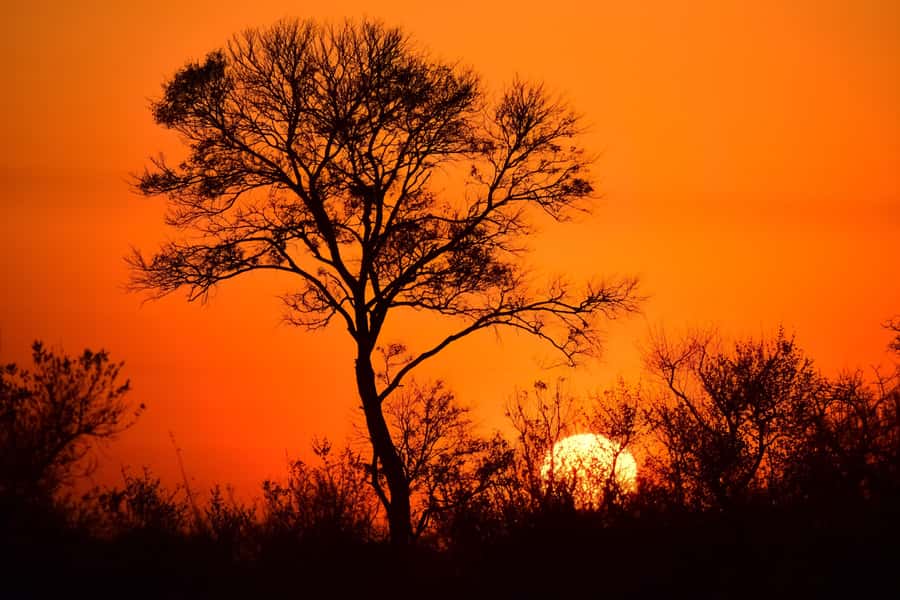 From Johannesburg: Kruger National Park 3-Day Safari - Why three days gives Kruger a fair chance