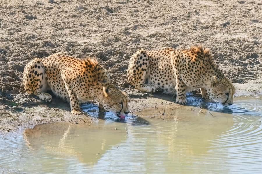 From Johannesburg: Kruger National Park 3-Day Safari - Entering Kruger for lunch and the first afternoon drive