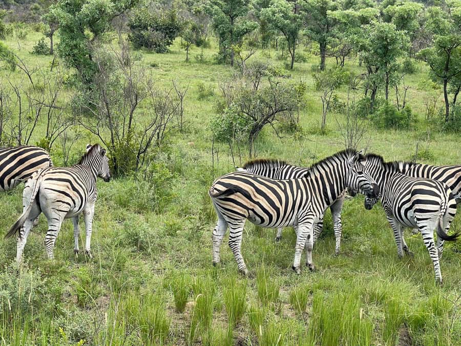 From Johannesburg: Kruger National Park 3-Day Safari - Staying at Tembo Guest Lodge in Hazyview