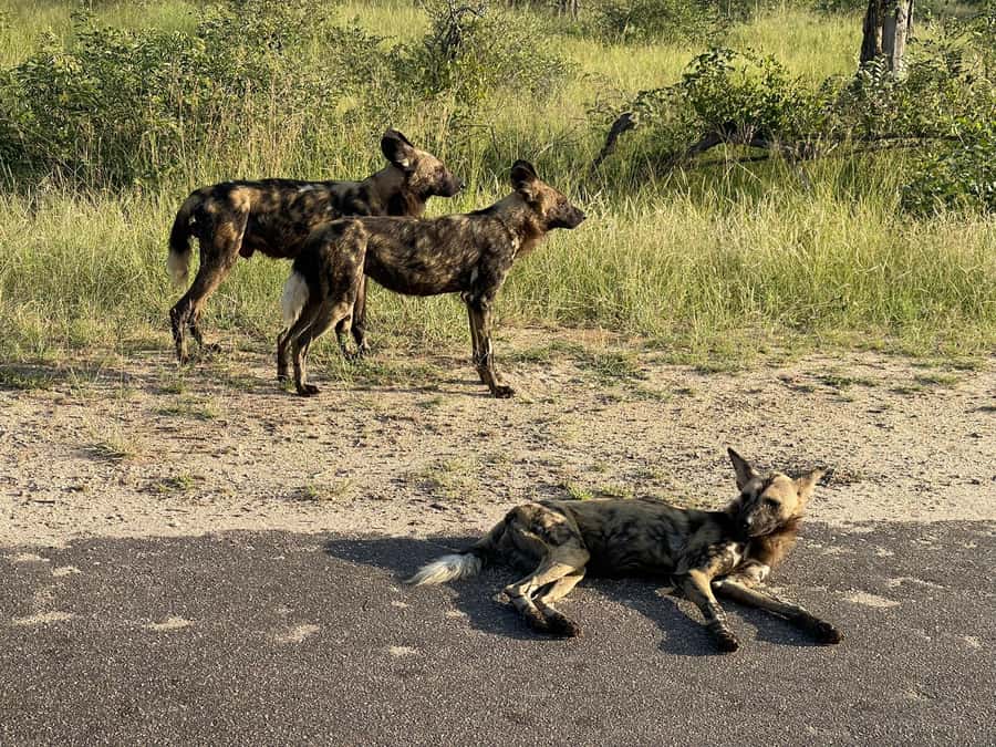 From Johannesburg: Kruger National Park 3-Day Safari - Sunrise wildlife and the Big Five search