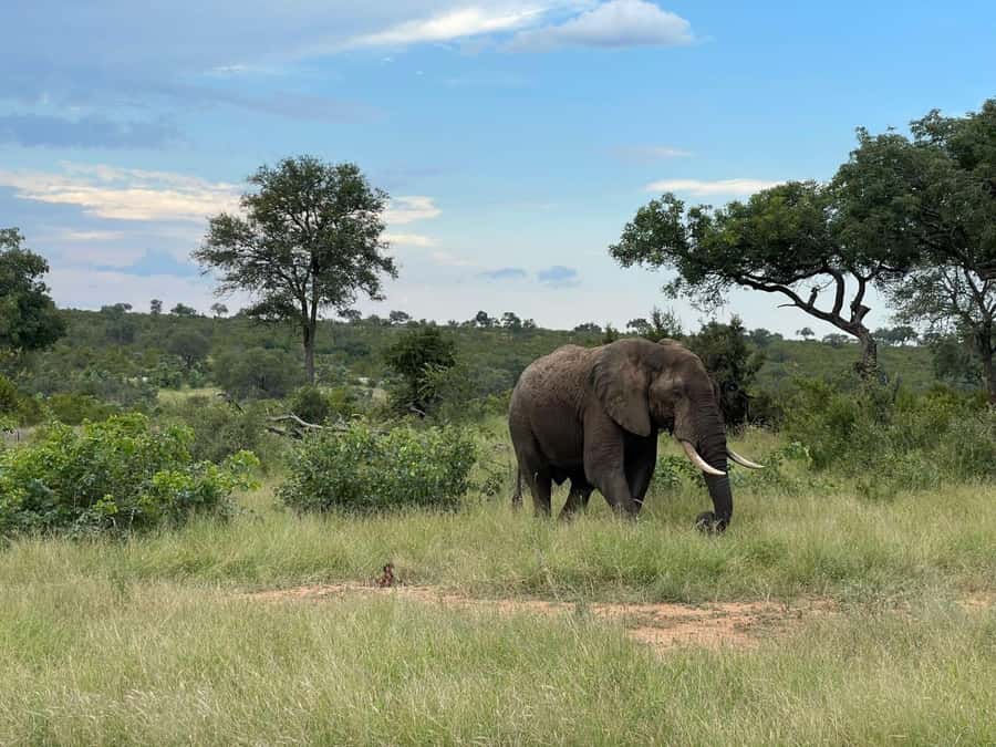 From Johannesburg: Kruger National Park 3-Day Safari - Lunch at Skukuza beside the Sabie River