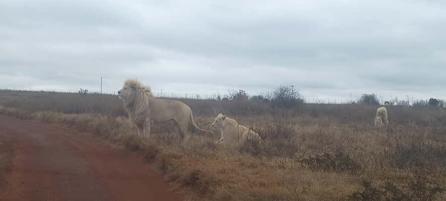 From Johannesburg: Lesedi Cultural Village & Lion Park Tour - Should you book the Lesedi and Lion Park combination?