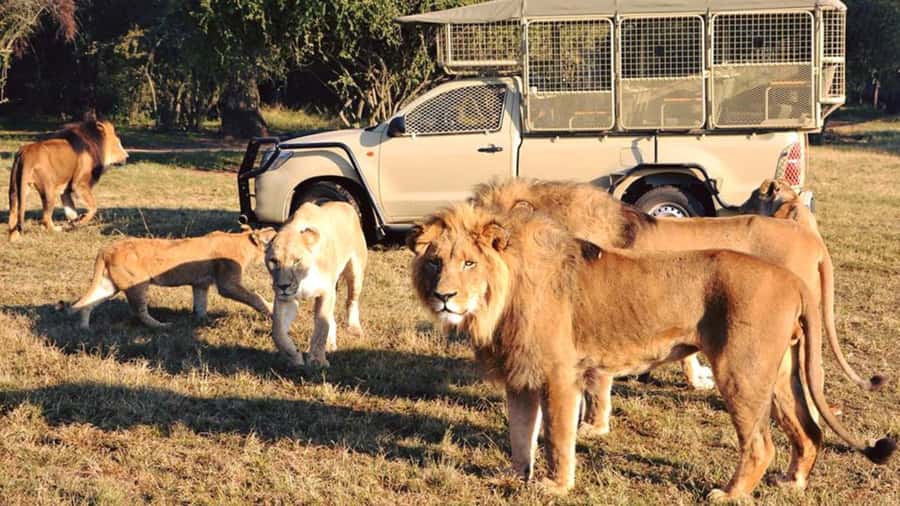From Johannesburg: Lion & Safari Park Half-Day Tour - A quick safari from Johannesburg