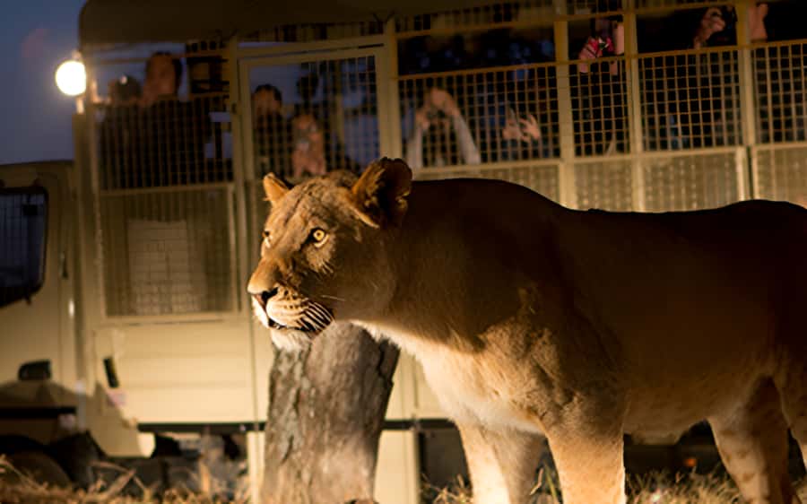 From Johannesburg: Lion & Safari Park Half-Day Tour - Pickup from Johannesburg or Pretoria