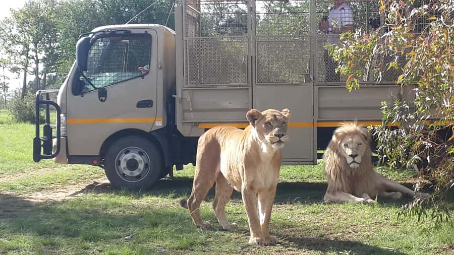 From Johannesburg: Lion & Safari Park Half-Day Tour - Lions, cheetahs and the possible white lion