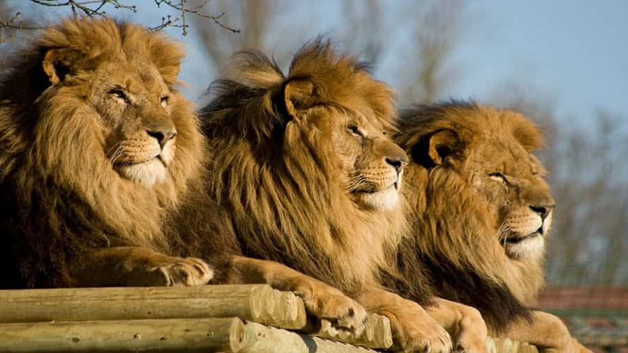 From Johannesburg: Lion & Safari Park Half-Day Tour - Choosing a morning or afternoon departure