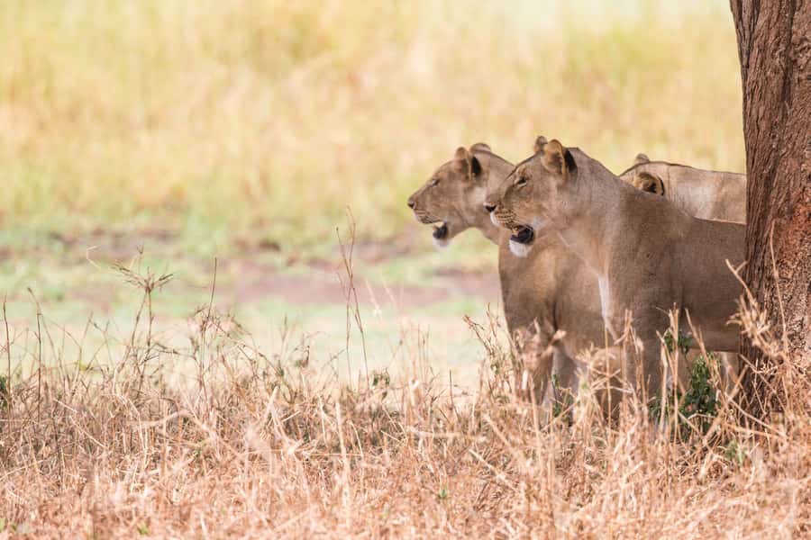 From Johannesburg: Lion & Safari Park Half-Day Tour - How the park compares with a wild reserve