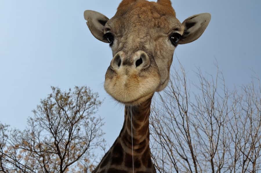 From Johannesburg: Lion & Safari Park Half-Day Tour - Is $167 a fair price?