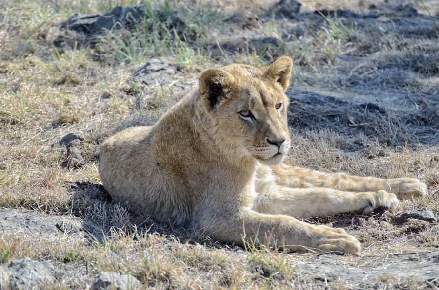 From Johannesburg: Lion & Safari Park Half-Day Tour - What to bring and how to prepare