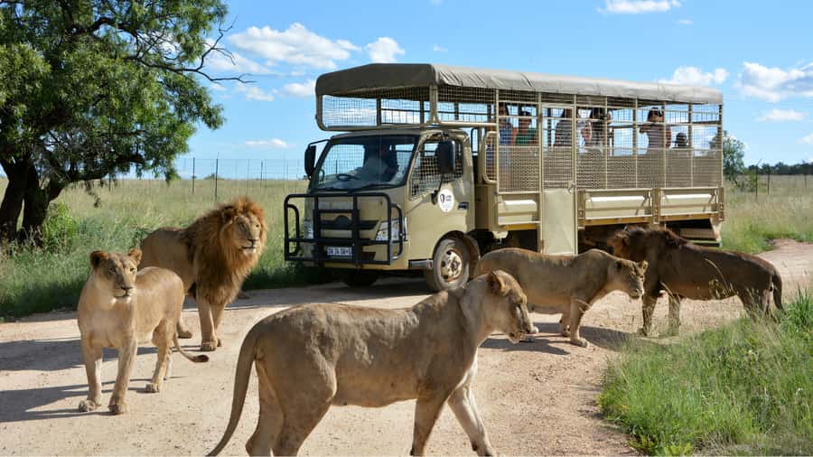 From Johannesburg: Lion & Safari Park Half-Day Tour - The one-hour open-vehicle safari