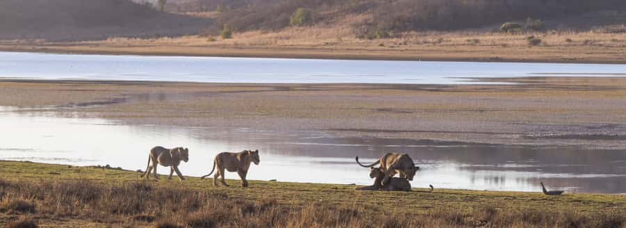 From Johannesburg: Pilanesberg National Park Safari - Why Pilanesberg works as a Johannesburg day trip