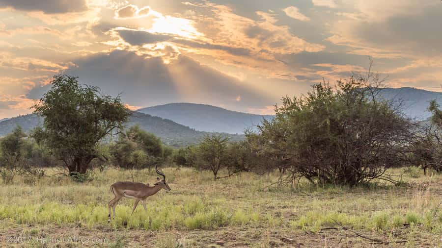 From Johannesburg: Pilanesberg National Park Safari - Entering Pilanesberg National Park