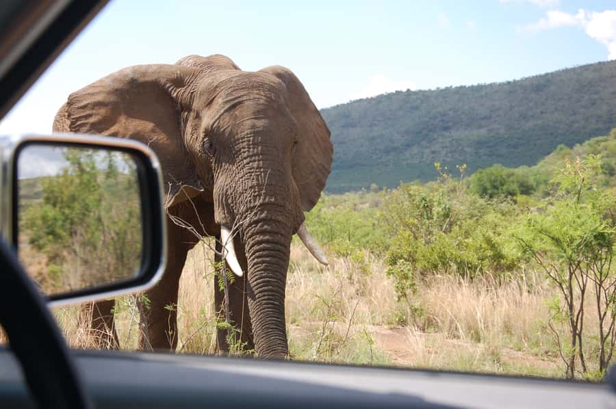 From Johannesburg: Pilanesberg National Park Safari - Is $221 good value?