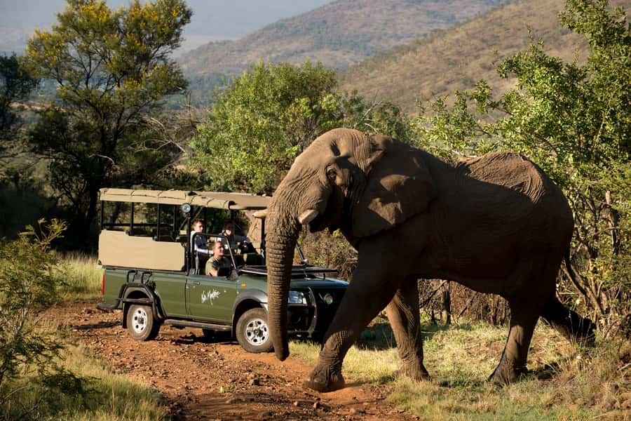 From Johannesburg: Pilanesberg National Park Safari - The 2.5-hour drive from Johannesburg