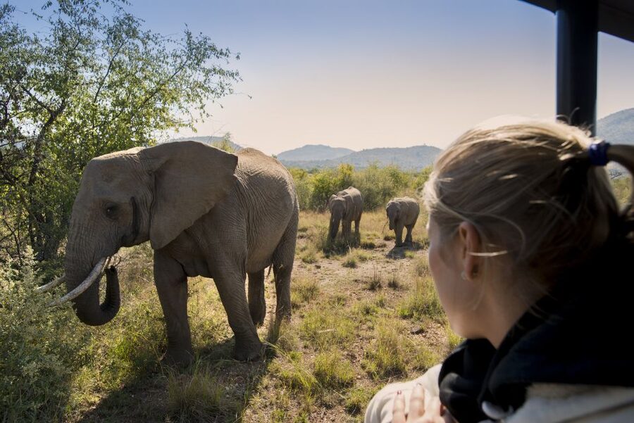 From Johannesburg: Pilanesberg Nature Reserve Game Safari - Who should book this safari