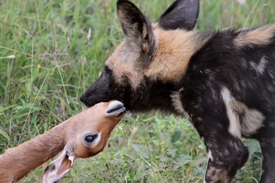 From Johannesburg: Pilanesberg Nature Reserve Game Safari - Lunch at a rest camp