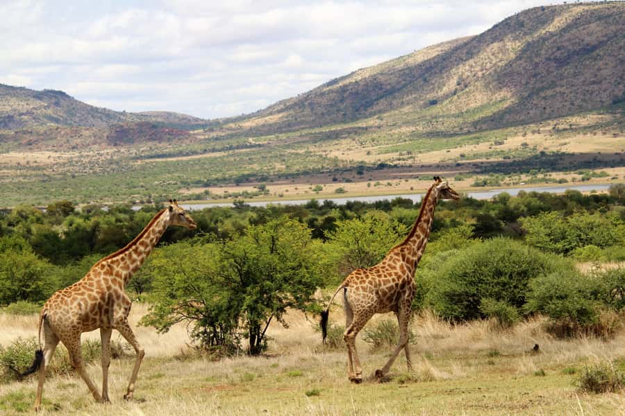 From Johannesburg: Pilanesberg Nature Reserve Game Safari - The afternoon drive and the search for predators