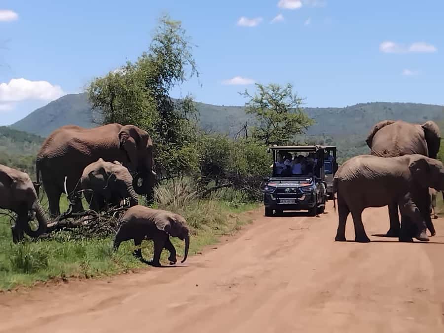 From Johannesburg: Pilanesberg Nature Reserve Game Safari - What the open vehicle is really like