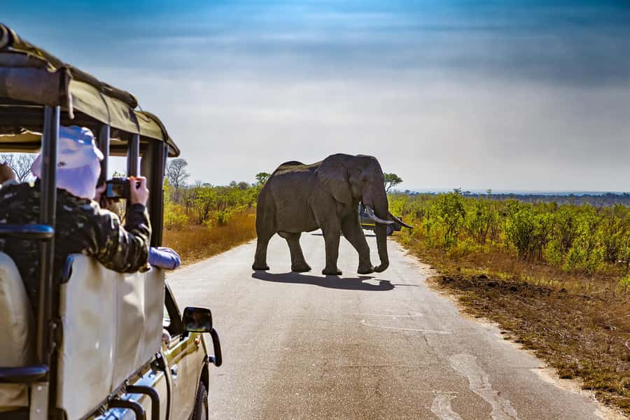 From Johannesburg: Pilanesberg Wildlife Safari - Why Pilanesberg works for a Johannesburg day trip