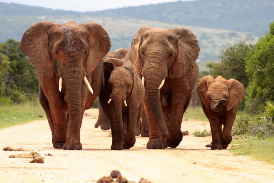 From Johannesburg: Pilanesberg Wildlife Safari - The road from Johannesburg to the volcano