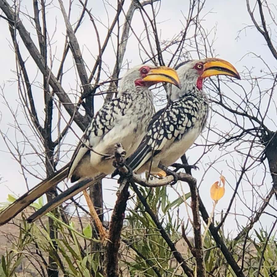 From Johannesburg: Pilanesberg Wildlife Safari - Open jeep or closed minibus?