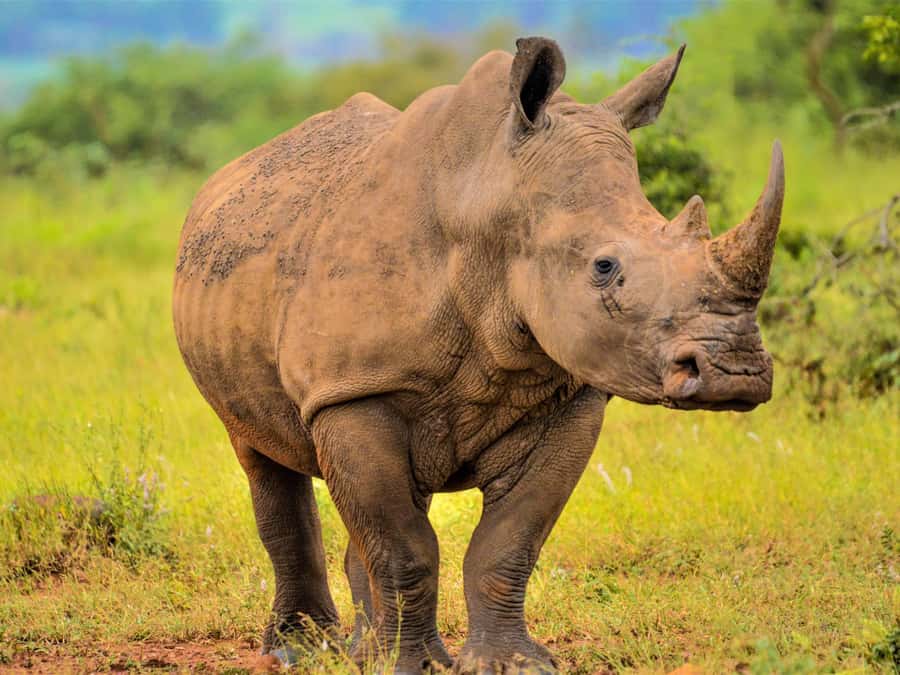 From Johannesburg: Rhino & Lion Safari and Wonder Cave Tour - The Game Drive and Four Big Five Species