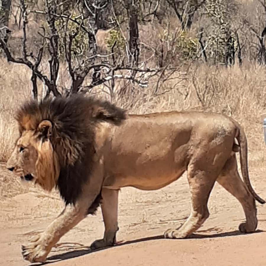From Malelane: Half Day Kruger Park Wildlife Safari - Why the early morning gives this safari its best chance
