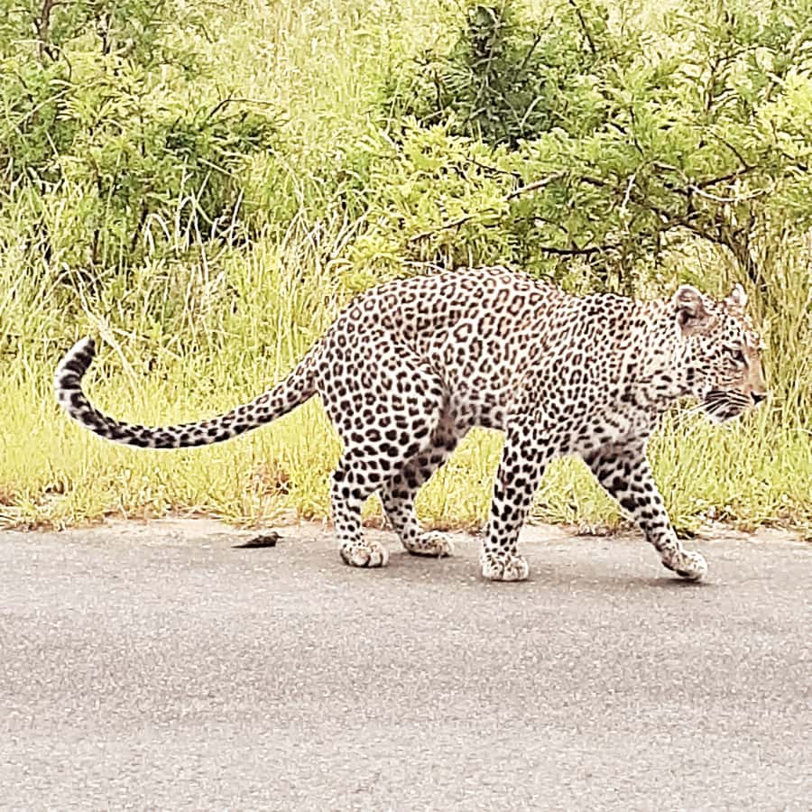 From Malelane: Half Day Kruger Park Wildlife Safari - The Kruger camp breakfast stop before 09:00