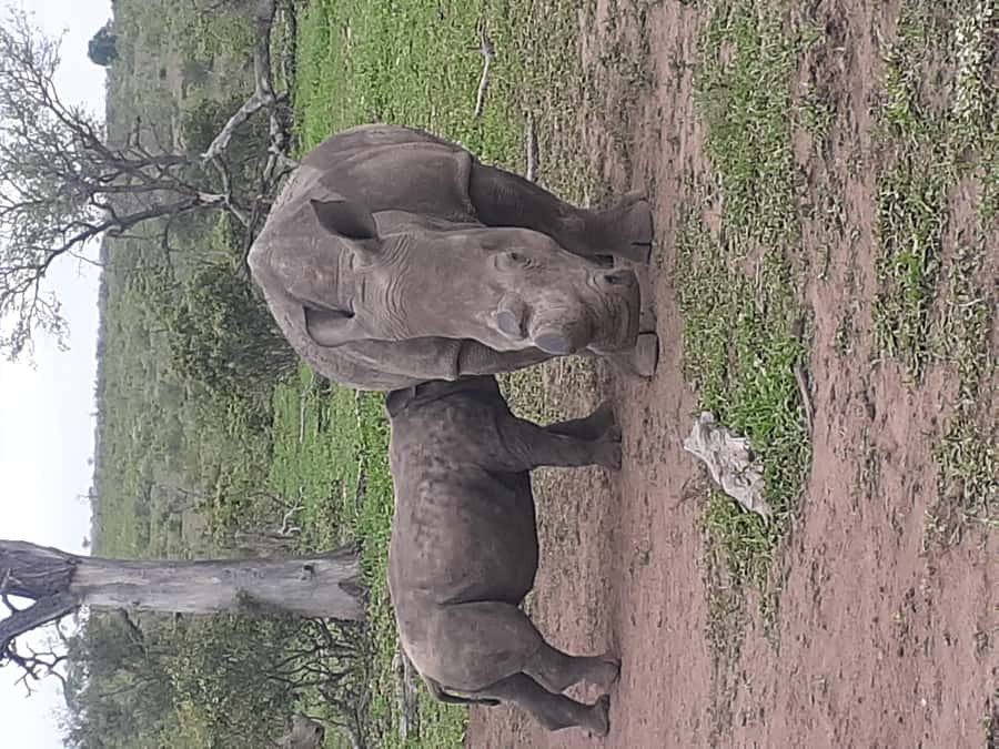 From Malelane: Kruger National Park Full-Day Safari - Starting before sunrise from Malelane