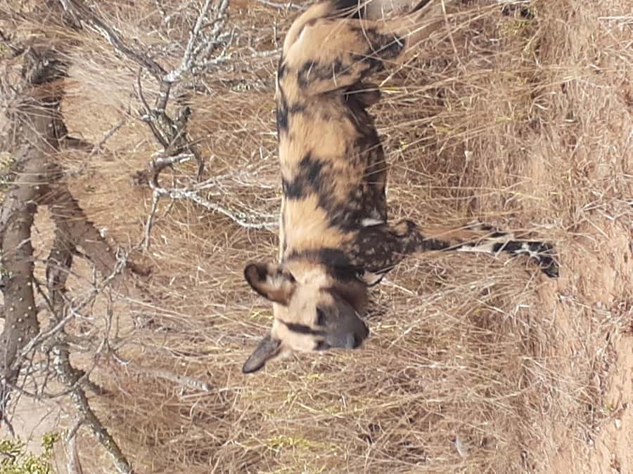 From Malelane: Kruger National Park Full-Day Safari - Reading Kruger through the guide