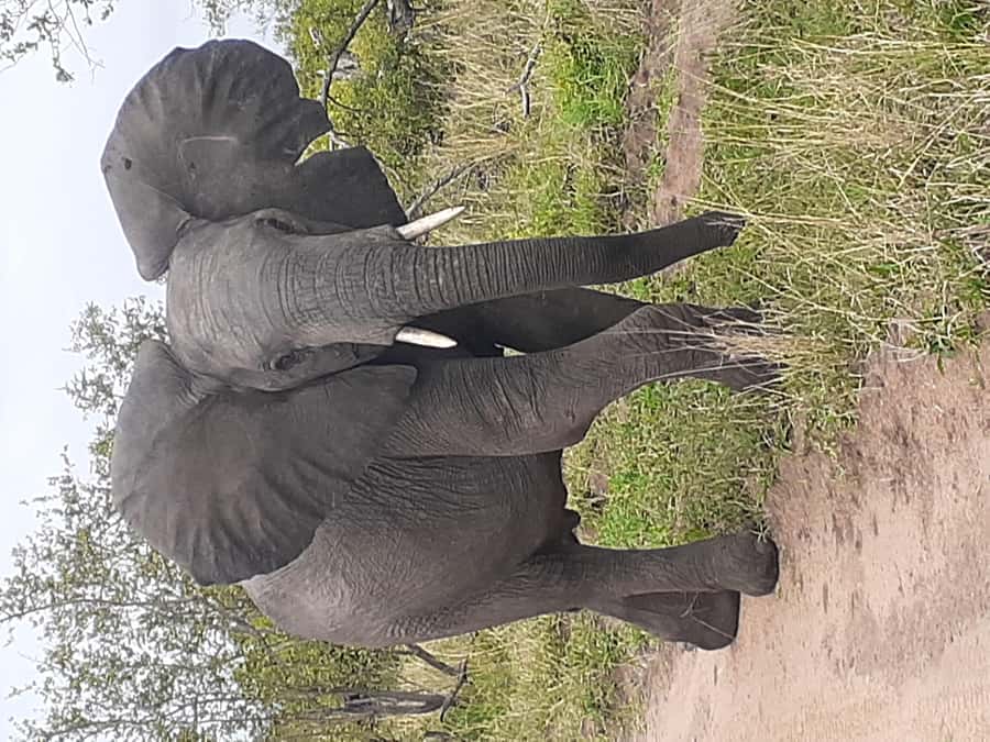 From Malelane: Kruger National Park Full-Day Safari - What the open 4x4 adds
